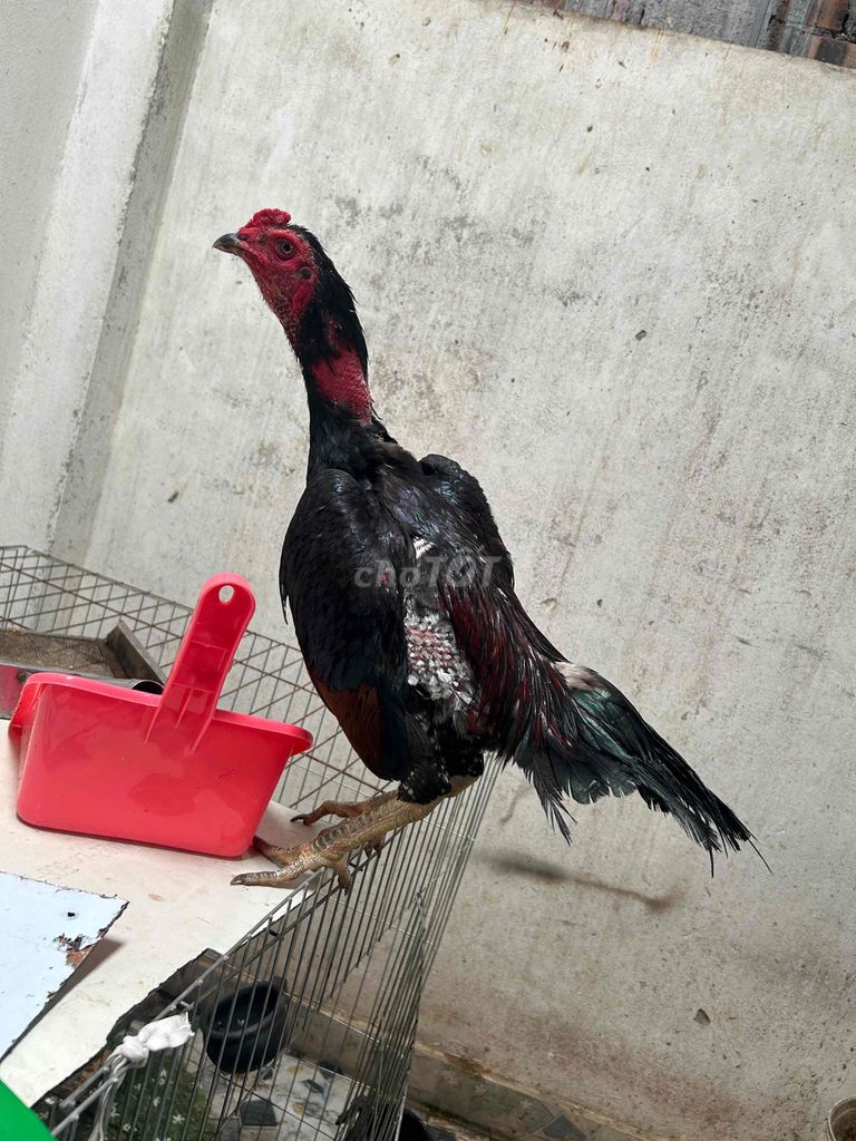 Gà chọi trống chân xanh màu đen, đỏ. Mua bán Gà tại Huyện Thanh Trì Hà Nội được đăng bởi Thuỷ hình 1