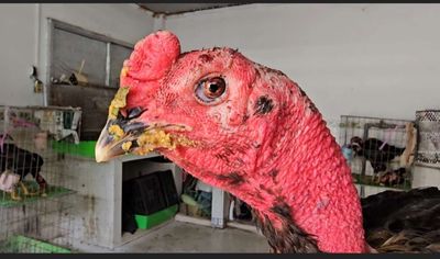 bán gà đòn ôm đấm 3,4kg.. Mua bán Gà tại Huyện Long Thành Đồng Nai được đăng bởi độ
