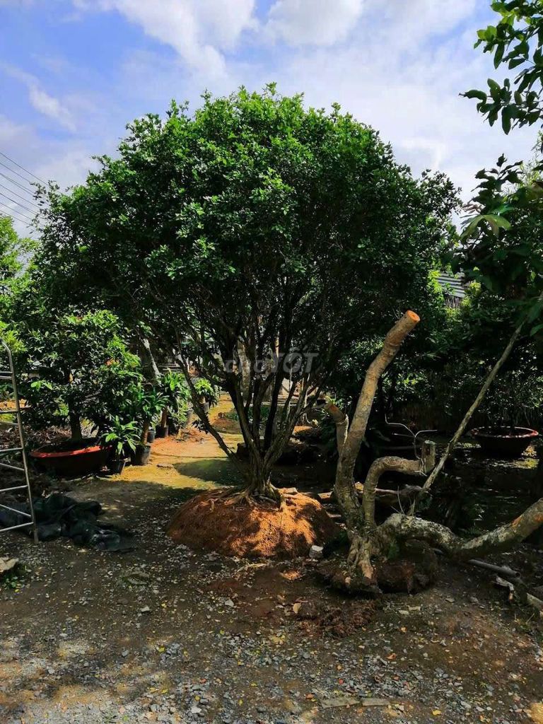 Cây cảnh trang trí nhà cửa. Mua bán Cây cảnh, đồ trang trí tại Huyện Chợ Mới An Giang được đăng bởi Xuan Le van Xuan hình 1