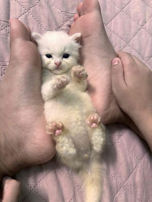 Mèo Anh lông ngắn, thuần chủng 2 tháng tuổi. Mua bán Mèo tại Quận Thanh Khê Đà Nẵng được đăng bởi Tên chưa cung cấp