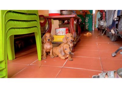 Lạp xưởng đực vàng bò. Mua bán Chó tại Quận Gò Vấp Tp Hồ Chí Minh được đăng bởi Biên Nguyên