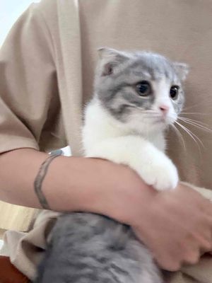 Mèo tai cụp trắng xám 2 tháng đã tiêm