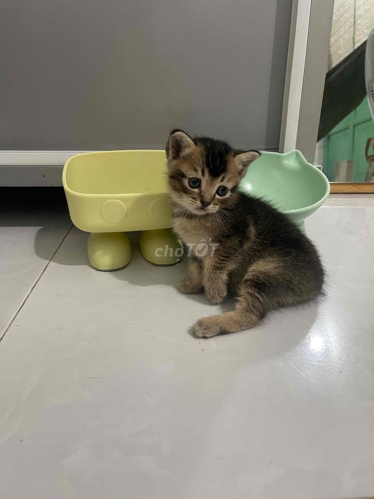 Mèo Anh Tabby đực cái 1 tháng. Mua bán Mèo tại Thành phố Thuận An Bình Dương được đăng bởi Võ Ngân hình 1