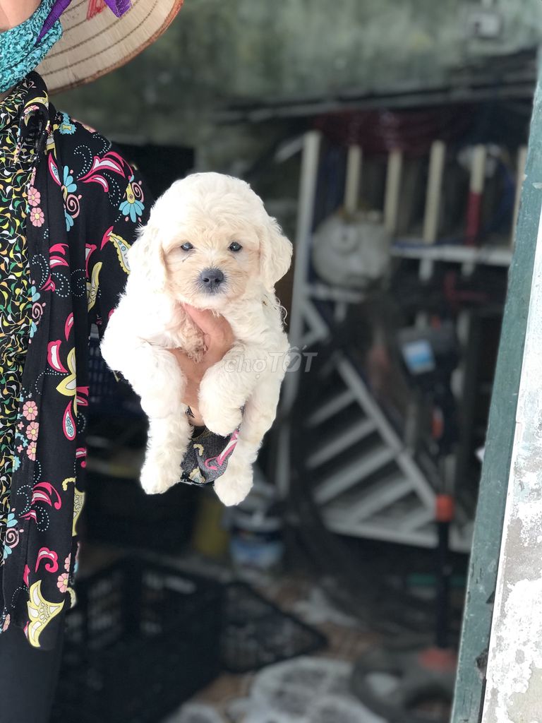 0984443123 - bé poodle đực- 2 tháng tuổi