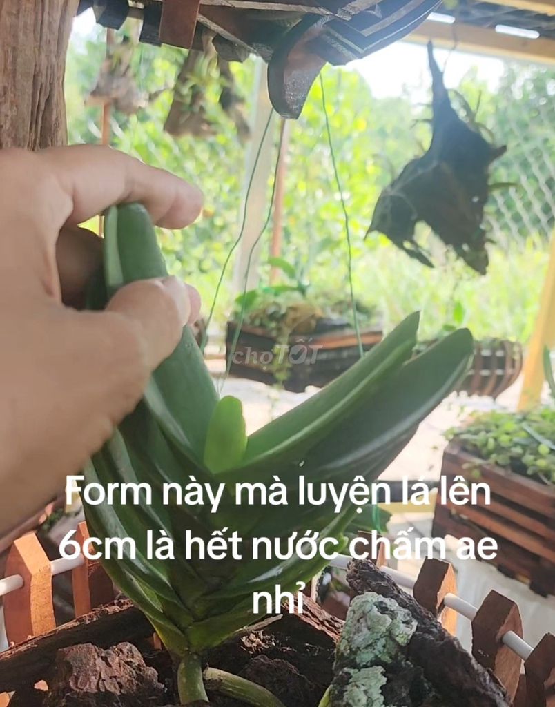  lan Quế tím form vip hiếm có. Mua bán Cây cảnh, đồ trang trí tại Huyện Chơn Thành Bình Phước được đăng bởi  Lan Rừng Độc Đẹp Hiếm PND hình 1