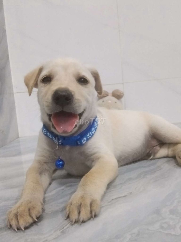 Chó Labrador Retriever F1 khôn ngoan nghe lời. Mua bán Chó tại Quận 6 Tp Hồ Chí Minh được đăng bởi Tăng Chí Lương  hình 1