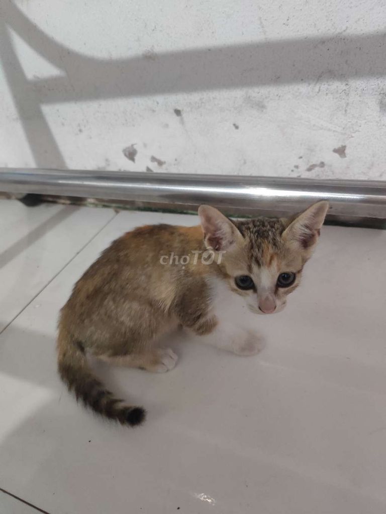 Mèo Vàng trắng mới biết ăn. Mua bán Mèo tại Huyện Phong Điền Cần Thơ được đăng bởi Gà gà hình 1