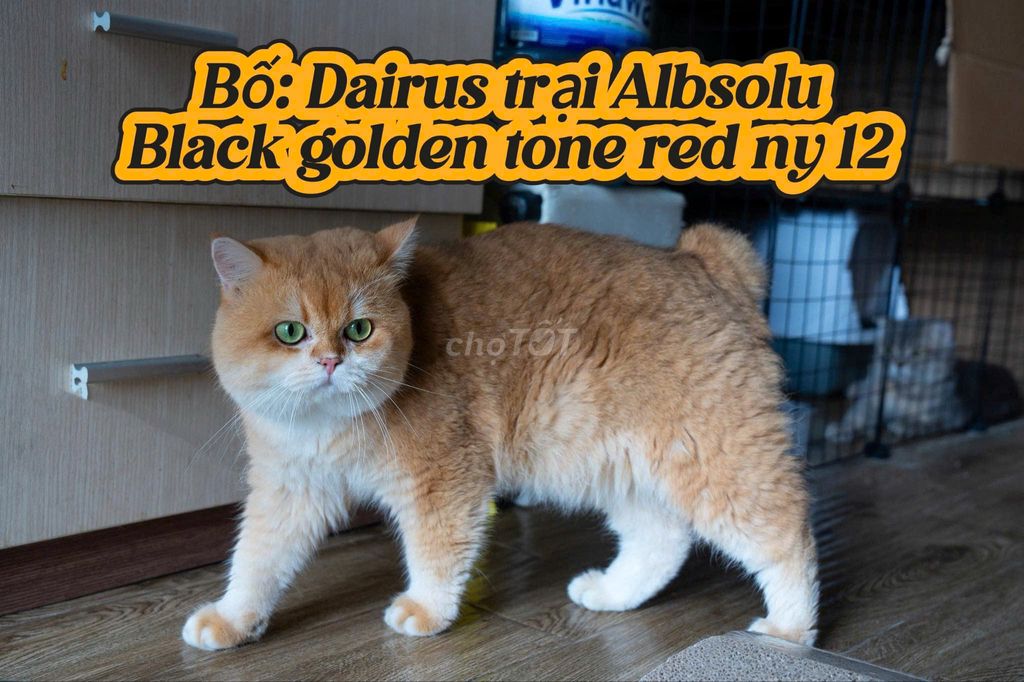 mèo Bố golden red nhập nga - mẹ munchkin thuần. Mua bán Mèo tại Huyện Hóc Môn Tp Hồ Chí Minh được đăng bởi Tùng Nguyễn hình 6