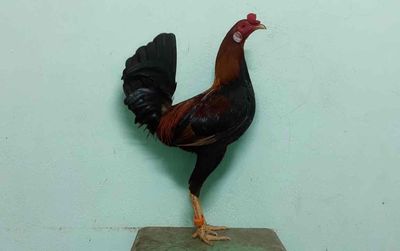F1 cuban 026. Mua bán Gà tại Quận 12 Tp Hồ Chí Minh được đăng bởi Duy Tâm