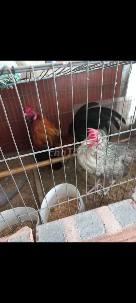 Gà tre Đa sắc Khỏe mạnh. Mua bán Gà tại Quận Thanh Xuân Hà Nội được đăng bởi Dương hình 1