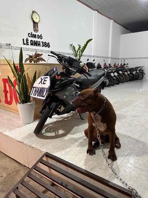 Cầm Tìm chủ mới cho em pitbull. Mua bán Chó tại Huyện Trảng Bom Đồng Nai được đăng bởi Lê Anh