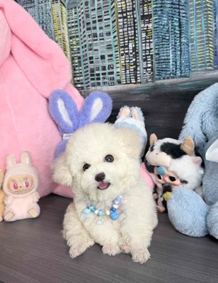Poodle đủ màu