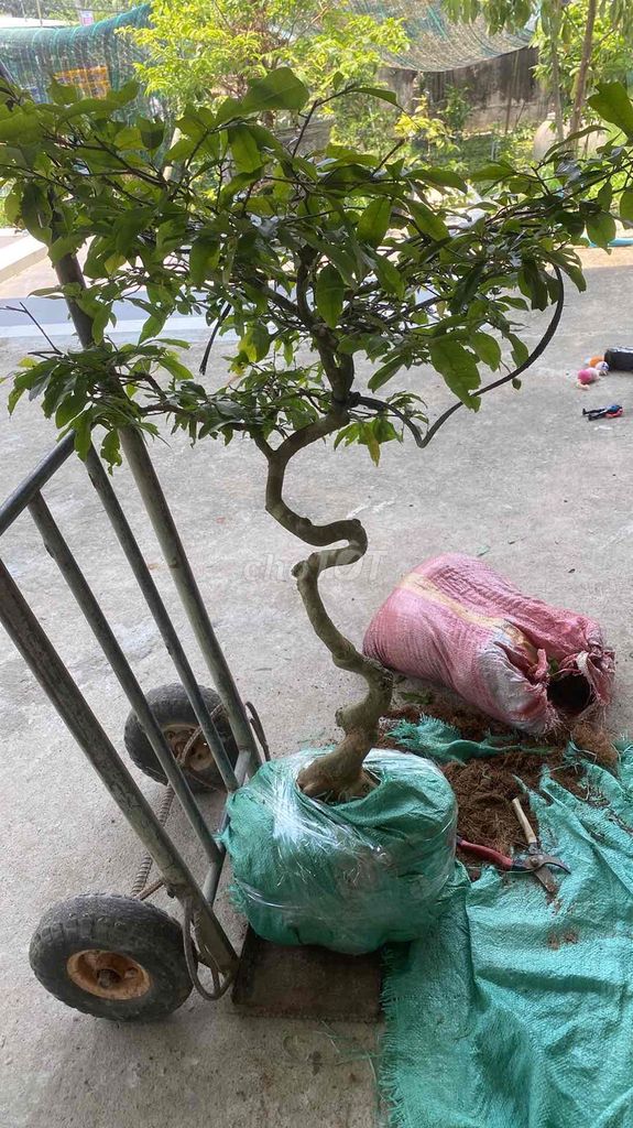 mai hồng diệp quảng nam. Mua bán Cây cảnh, đồ trang trí tại Huyện Duy Xuyên Quảng Nam được đăng bởi  Lê Tuấn  mai đọt xanh quảng nam hình 1