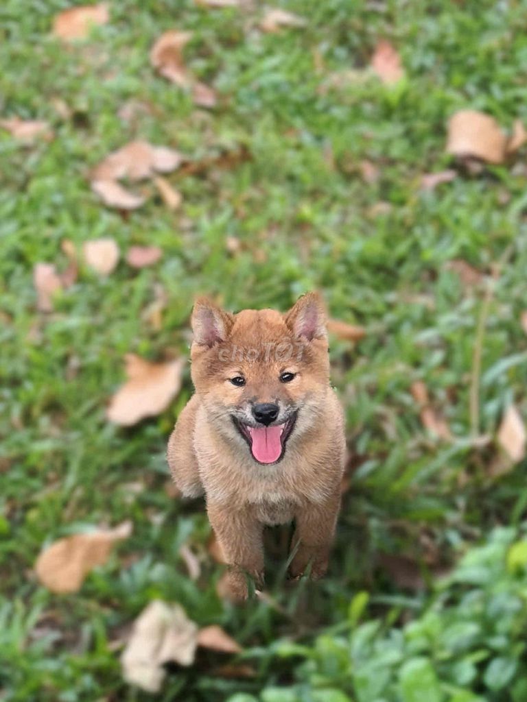 CHÓ SHIBA THUẦN CHỦNG CÓ LÀM VKA