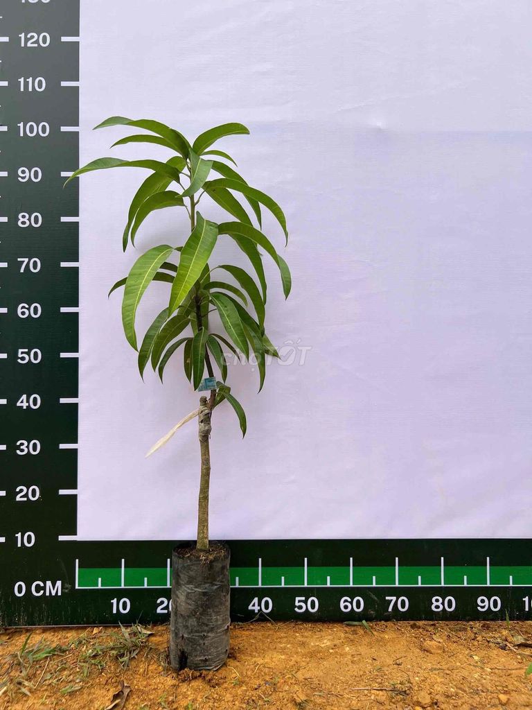 Cây giống Xoài Úc 90-100cm chuẩn giống 100%. Mua bán Cây cảnh, đồ trang trí tại Huyện Sông Lô Vĩnh Phúc được đăng bởi Nhà vườn Ngọc Trang hình 1