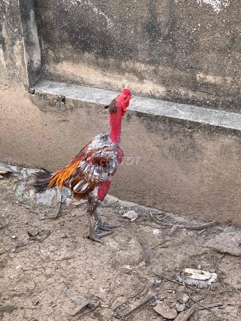 Gà đòn. Mua bán Gà tại Thành phố Thủ Dầu Một Bình Dương được đăng bởi Huỳnh Hoàng Anh hình 1
