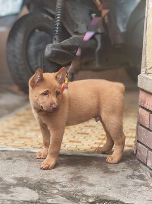 Chó Mông Cộc Đực Vàng Cháy + Lưỡi Đen Chuẩn Giống.