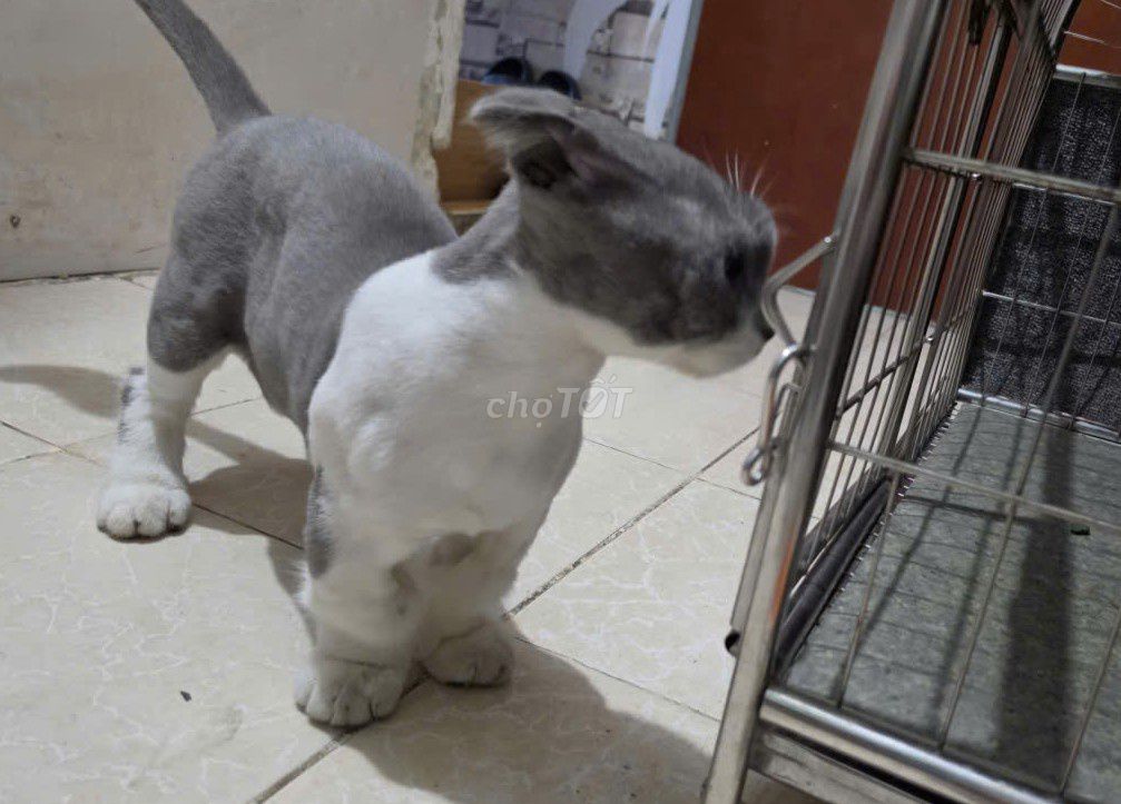 Mèo Munchkin Fold (Anh) 6 tháng tuổi. Mua bán Mèo tại Quận Ba Đình Hà Nội được đăng bởi TUNG K3B hình 1