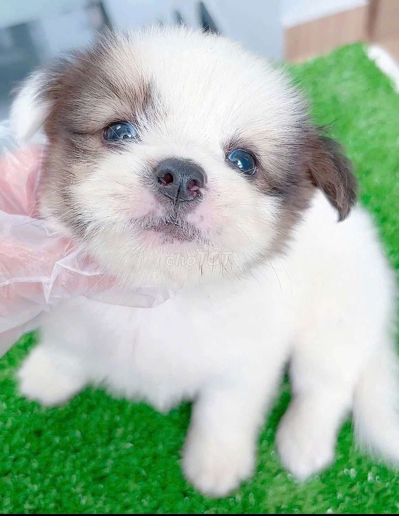 Chó phóc sóc x nhật mini bỏ túi. Mua bán Chó tại Quận Bình Tân Tp Hồ Chí Minh được đăng bởi Tâm Nguyễn hình 3