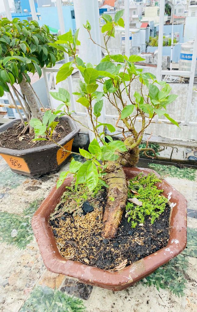 Cụ Sung Bonsai Thế Quái