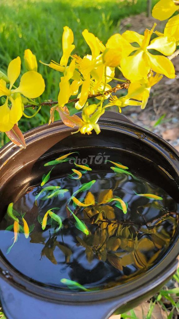 Sọc ngựa cánh tiên dạ quang