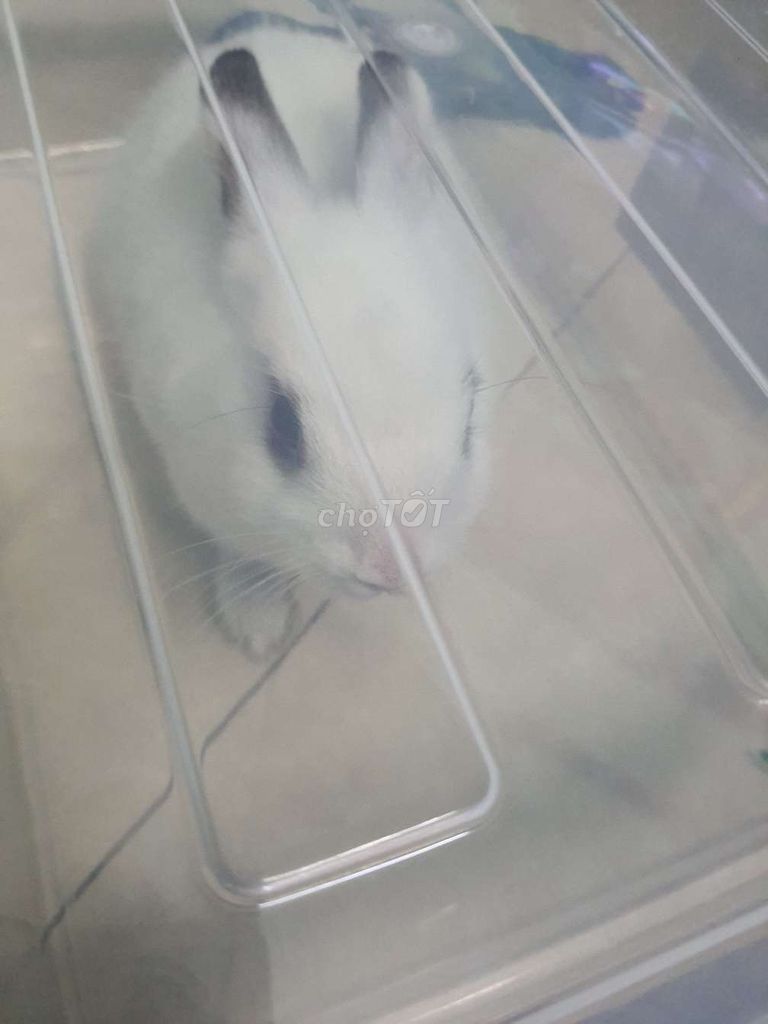 THỎ KIỂNG- tặng lồng đồ ăn đi kèm. Mua bán Thú cưng khác tại Quận Bình Tân Tp Hồ Chí Minh được đăng bởi Tên chưa cung cấp hình 1