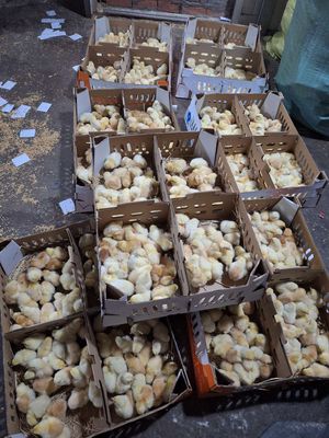 Nơi cung cấp các loại gà vịt giống mới nở. Mua bán Gà tại Quận 12 Tp Hồ Chí Minh được đăng bởi Lê Thị Hảo