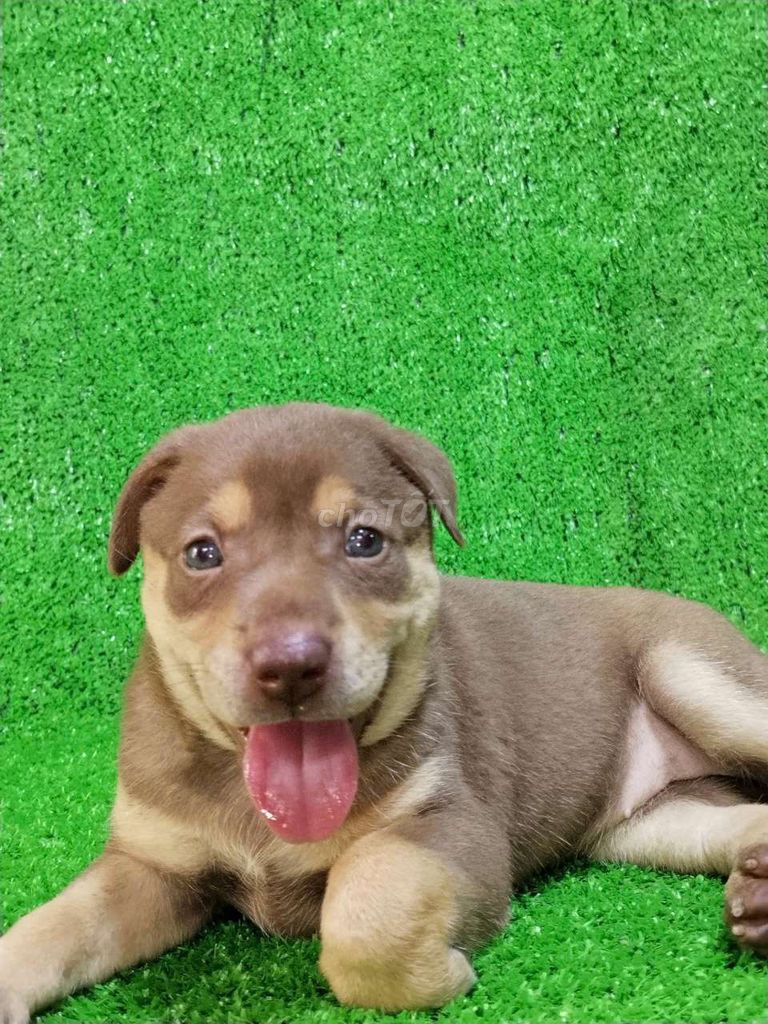 bé golden sôcôla lai đáng yêu. Mua bán Chó tại Quận 6 Tp Hồ Chí Minh được đăng bởi Tiger  hình 1