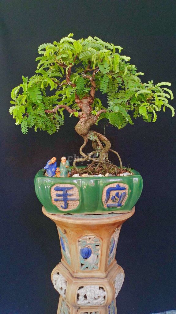 Cây cảnh Me Thái 40cm phong thủy tốt. Mua bán Cây cảnh, đồ trang trí tại Huyện Hóc Môn Tp Hồ Chí Minh được đăng bởi Xuân Quang 55 hình 1