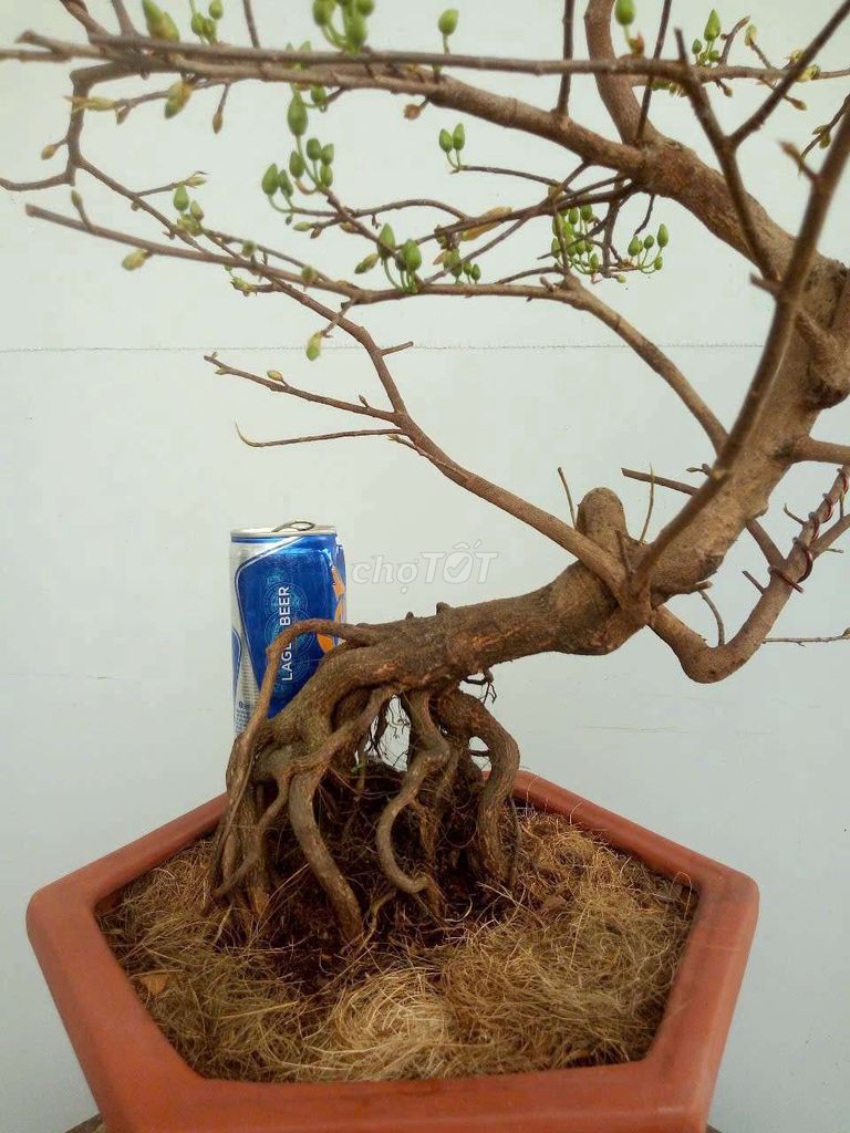 Chậu mai bonsai rễ nổi chùm đế nôm dáng thú