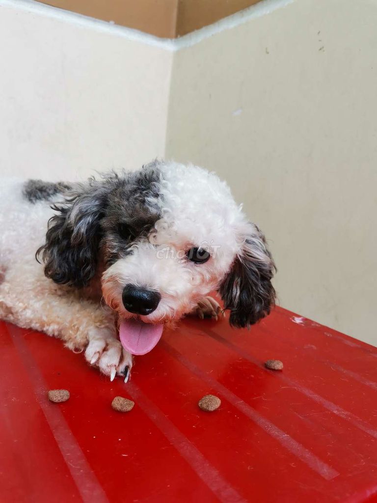 poodle bò xám đực trưởng thành