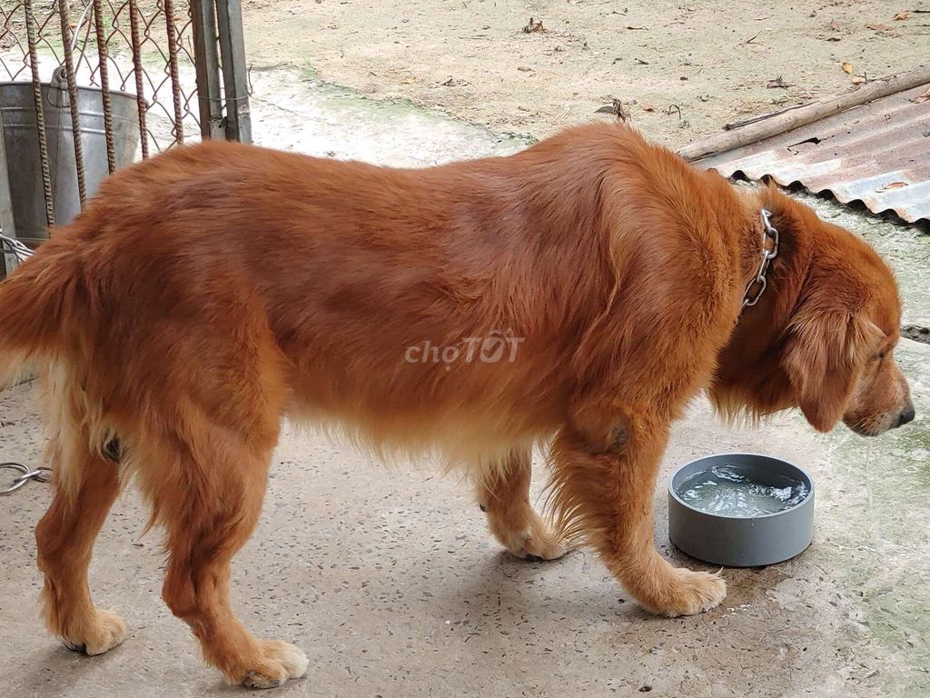 Chó Golden Retriever đực. Mua bán Chó tại Thành phố Vũng Tàu Bà Rịa - Vũng Tàu được đăng bởi Nhân Rottweiler  hình 4