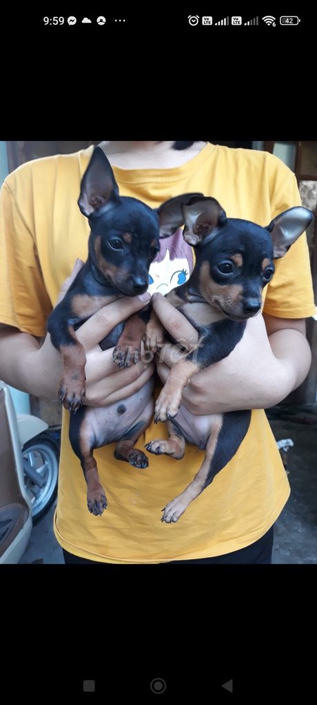 Chó Fox hươu Đực Cái Đen vàng Chó con Đã tẩy giun. Mua bán Chó tại Thành phố Thanh Hóa Thanh Hóa được đăng bởi Huyền hình 1