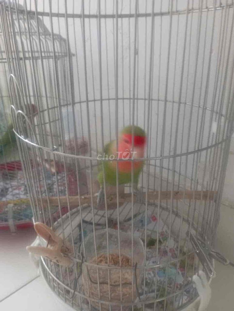 vẹt lovebirds không viền hiền dễ thương