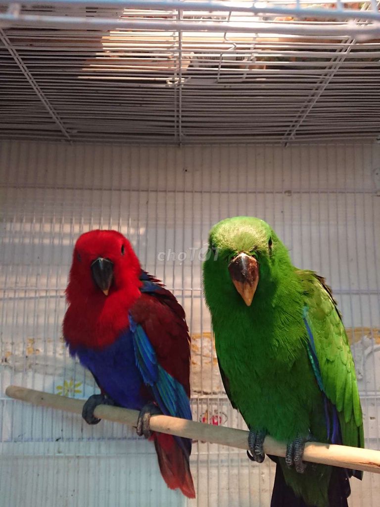 CẶP ECLECTUS ĐANG TẬP ĂN