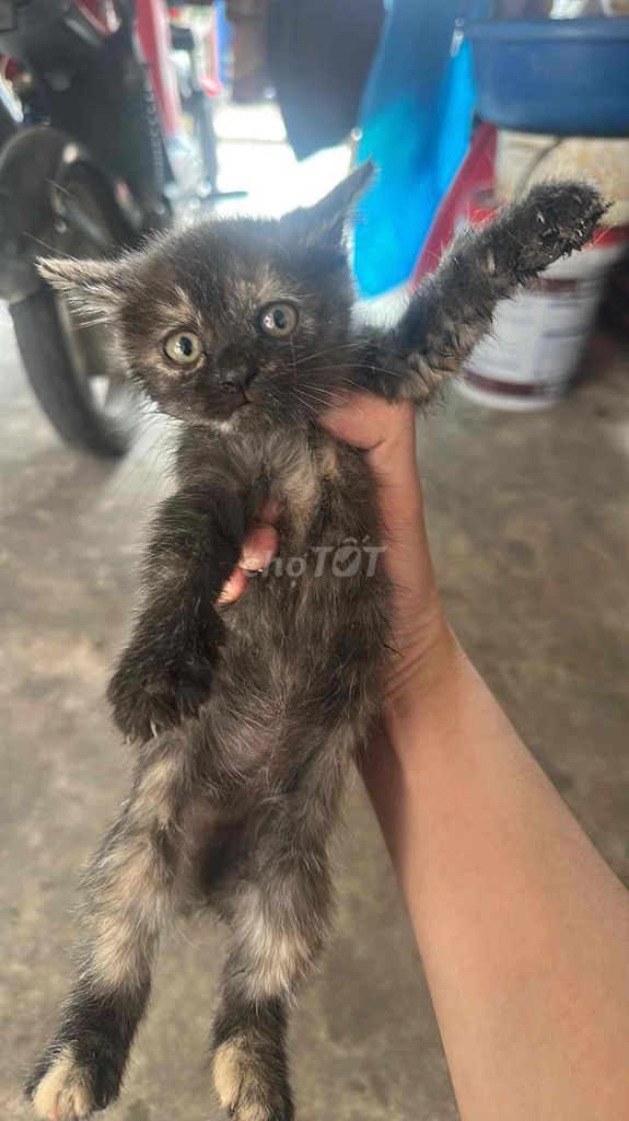 Cần bán 4 chú mèo con mẹ anh lông dài bố mèo ta. Mua bán Mèo tại Thành phố Bắc Ninh Bắc Ninh được đăng bởi Hoan Nguyen hình 4