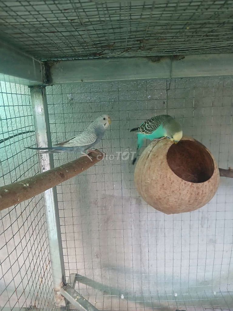 Chim Yến phụng Trống mái Xanh dương, xanh lá. Mua bán Chim tại Quận 12 Tp Hồ Chí Minh được đăng bởi Nguyễn Quốc Cường  hình 1