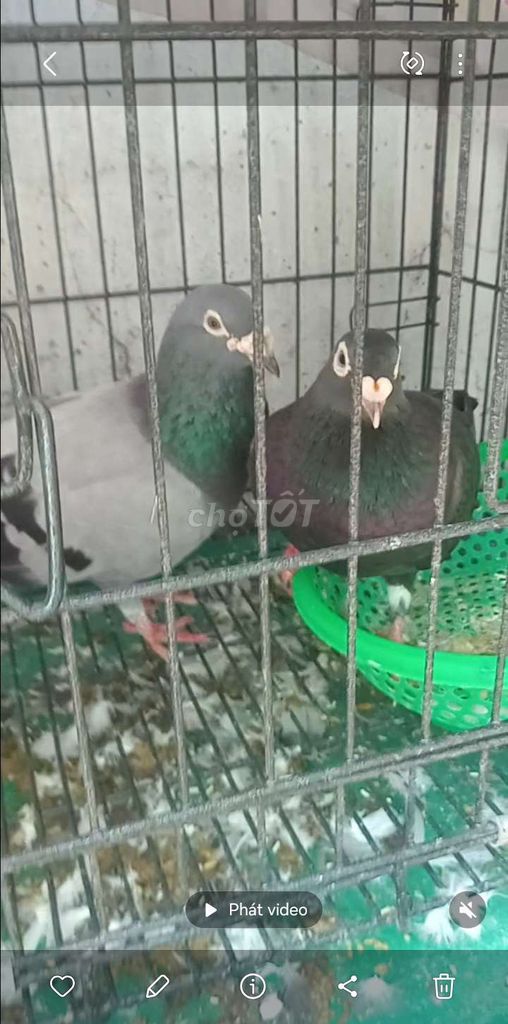 Bồ câu Xám Đen. Mua bán Chim tại Huyện Hóc Môn Tp Hồ Chí Minh được đăng bởi Như Lê hình 1