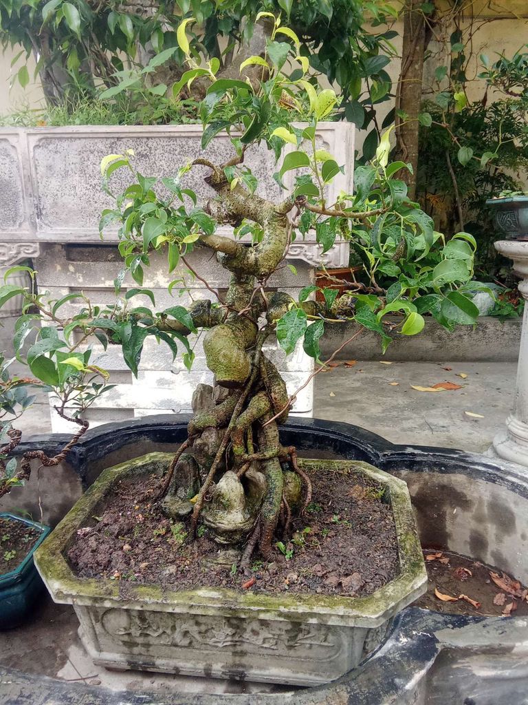 Cây cảnh Sanh Nam Điền ôm đá cốt già. Mua bán Cây cảnh, đồ trang trí tại Huyện An Dương Hải Phòng được đăng bởi lexus hình 1