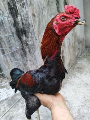 Gà đòn Tía lửa 18