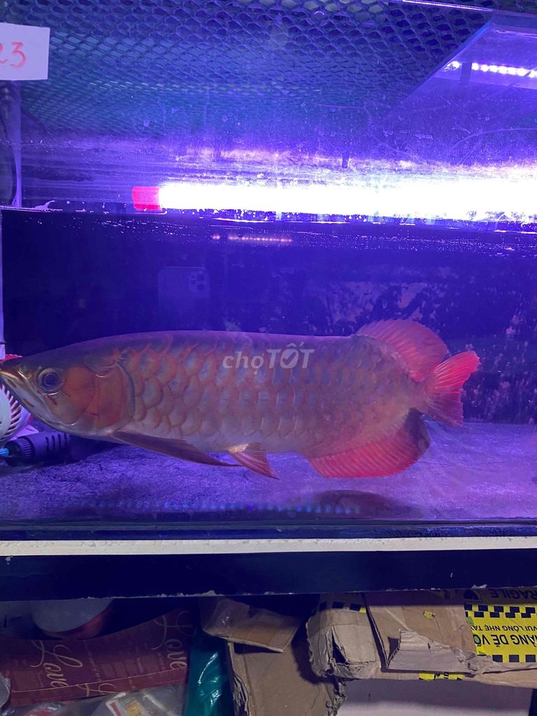 cá huyết long. Mua bán Thú cưng khác tại Thị xã Tân Uyên Bình Dương được đăng bởi Khoa hình 4