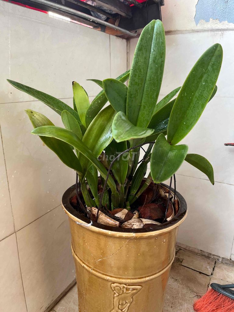 Chậu lan Cát Xanh lá chuẩn bị ra hoa. Mua bán Cây cảnh, đồ trang trí tại Quận Hoàng Mai Hà Nội được đăng bởi nguyên hình 1