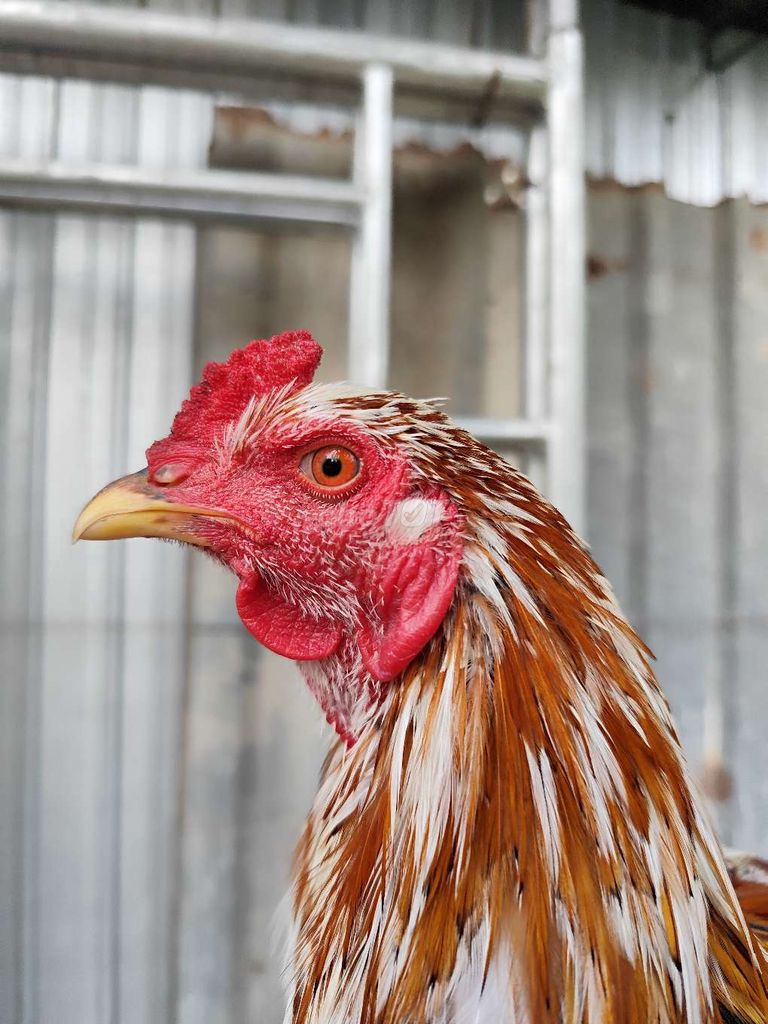 Gà Bông 2.3kg. Mua bán Gà tại Huyện Mỹ Tú Sóc Trăng được đăng bởi nguyễn huy hình 1