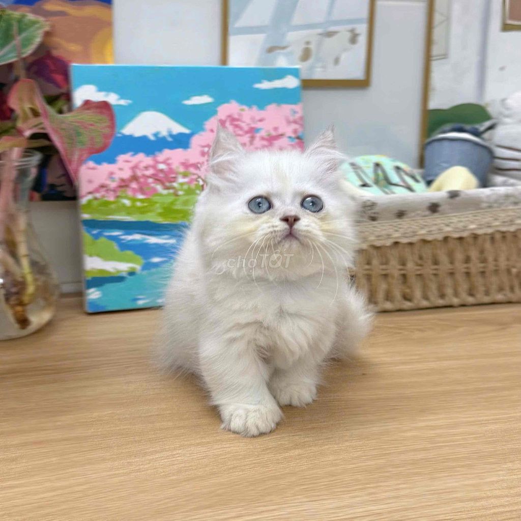 Mèo Anh chân lùn. Mua bán Mèo tại Quận 4 Tp Hồ Chí Minh được đăng bởi GaDu Cat hình 1