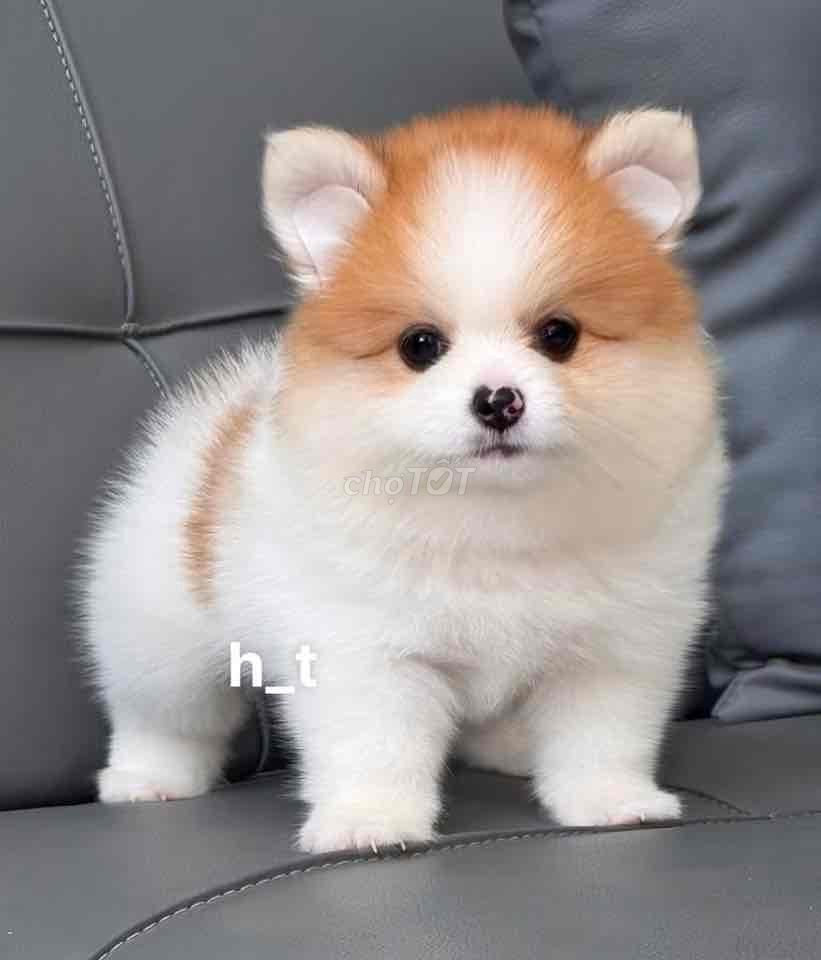 pom thái mini đủ màu. Mua bán Chó tại Quận Bình Tân Tp Hồ Chí Minh được đăng bởi huỳnh thật  hình 1
