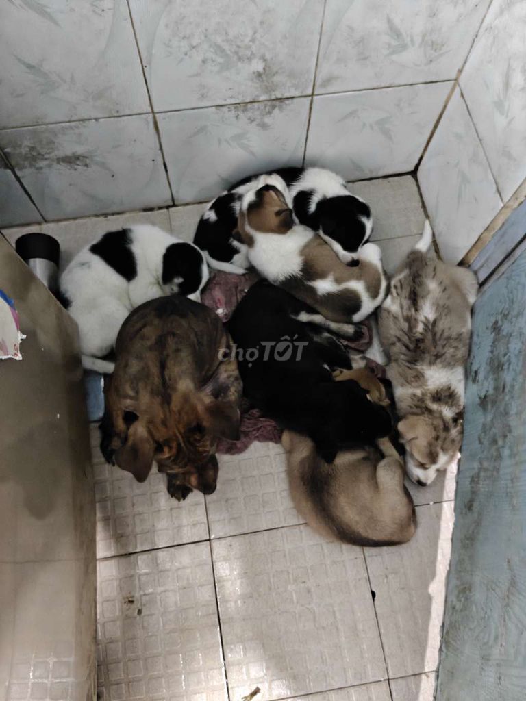 Nguyên Bầy Gấu Trúc, Bò Sữa, Socola,.. tìm SEN GẤP. Mua bán Chó tại Huyện Đức Hòa Long An được đăng bởi PC GAMING hình 1