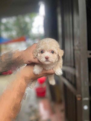 Chó Poodle Trắng kem Lông dày chân ngắn