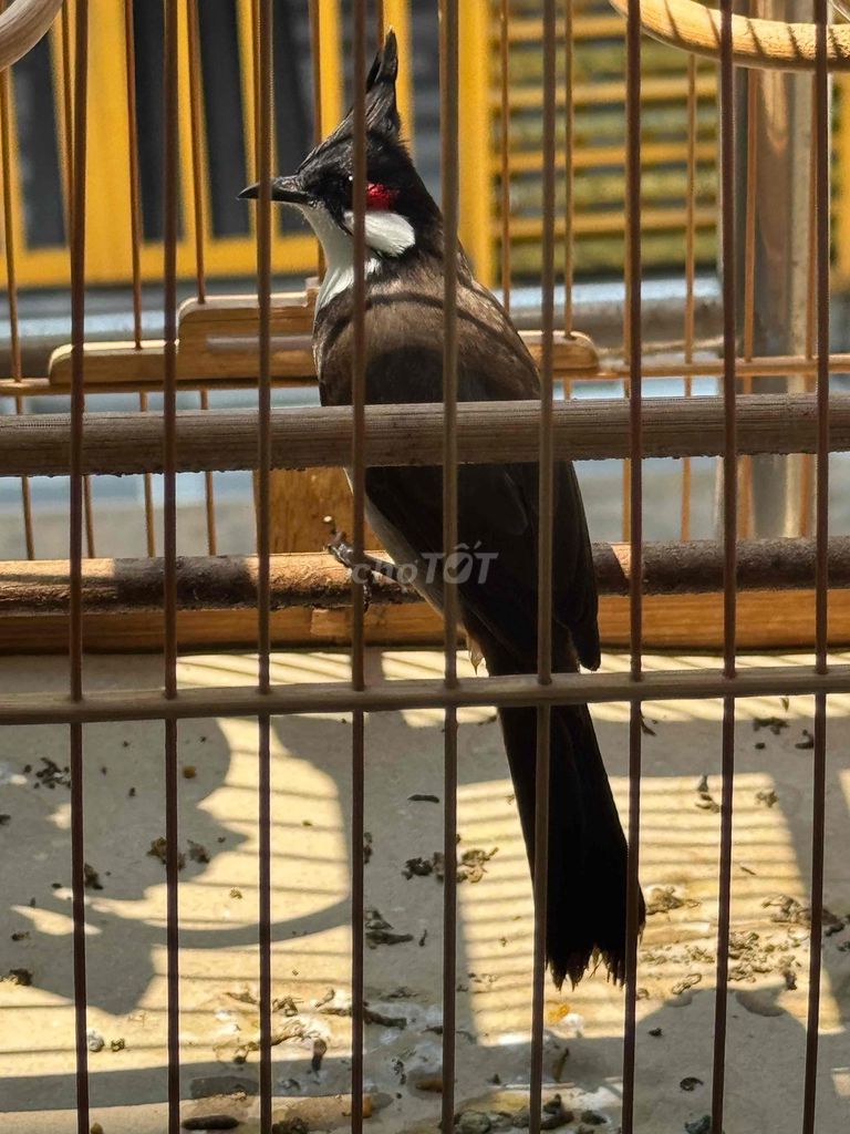 Chim chào mào Đen trắng đỏ. Mua bán Chim tại Huyện Nhà Bè Tp Hồ Chí Minh được đăng bởi Lý Quốc Hoàng hình 1