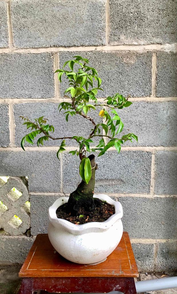 Cây cảnh Bonsai Cây khế. Mua bán Cây cảnh, đồ trang trí tại Huyện Trảng Bàng Tây Ninh được đăng bởi Tuyết Tuyết hình 1
