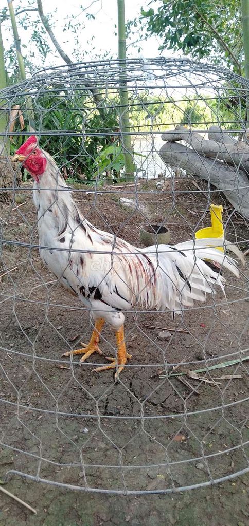 Gà trống 2.8kg Trắng đực. Mua bán Gà tại Huyện Phong Điền Cần Thơ được đăng bởi Ký cần Thơ  hình 1